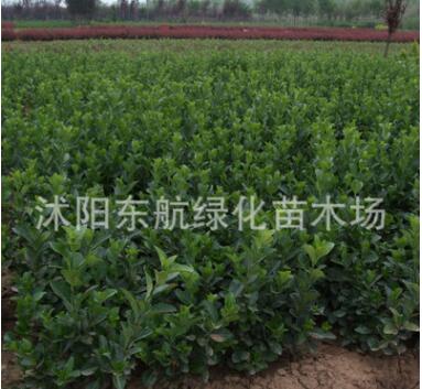批發(fā)冬青樹苗冬青小苗床苗冬青耐寒冬青苗多規(guī)格冬青球