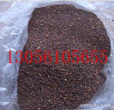 批發(fā)蔬菜種子 青菜種子 小青菜種子 高出芽率 量大價(jià)優(yōu)