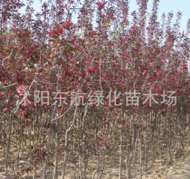 批發(fā)紅寶石海棠 西府海棠樹苗 3至5公分紅寶石.西府海棠樹苗