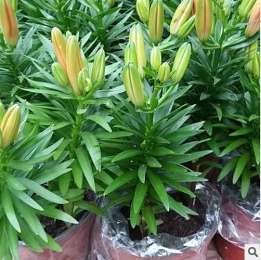 供應(yīng)百合種球 香水百合種球多頭百合觀賞百合 進(jìn)口鮮切花種球