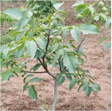 遼寧一號(hào)核桃苗 嫁接遼寧1號(hào)核桃苗