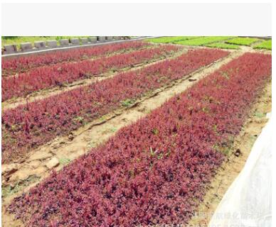 基地批發(fā) 出售綠化苗木紅葉小檗 優(yōu)質(zhì)紅葉小檗行道樹小苗