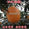 供應果樹苗木 長紅臍橙苗 長紅臍橙樹苗 湖南苗木批發