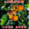 超早甜柿 818甜柿子苗 超早熟柿子嫁接苗 脆甜柿子樹苗當年結果