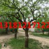 山東棗樹 山東古棗樹 占地大棗樹 百年高齡直徑25-30-35-40公分