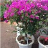 室內(nèi)盆栽花卉 三角梅盆栽 三角梅花苗盆栽 當(dāng)年開花