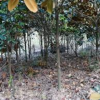 征地低價(jià)拋售，移栽廣玉蘭，地徑3-8公分，價(jià)格電議