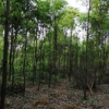 征地低價(jià)拋售，移栽香樟，地徑3-40公分，價(jià)格電議