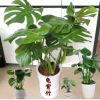 龜背竹盆栽水培室內(nèi)大型綠植花卉進化空氣蓬萊蕉鐵絲蘭穿孔喜林芋