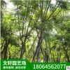 福建藍花楹樹 基地供應規格齊全 大量供應批發質優價廉 藍花楹
