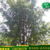 廠家直銷 銀杏樹 供應(yīng)多頭銀杏 價(jià)格從優(yōu) 歡迎實(shí)地看樹 基地直發(fā)