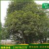 廠家直銷 桂林精品桂花樹 銀桂 八月桂 金桂 丹桂 產(chǎn)地批發(fā)
