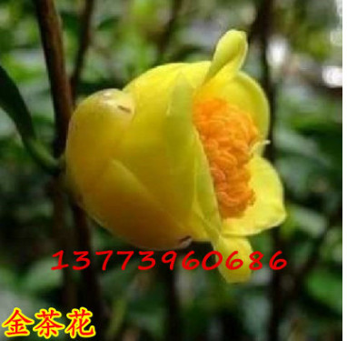 批發(fā)庭院觀花植物 優(yōu)質(zhì)金茶花苗 盆栽盆景茶花樹苗山茶花苗茶花樁