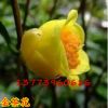 批發(fā)庭院觀花植物 優(yōu)質(zhì)金茶花苗 盆栽盆景茶花樹苗山茶花苗茶花樁