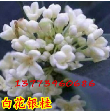 香氣頗濃白花銀桂 白色桂花樹苗 四季桂花樹 精品桂花樹苗批發(fā)
