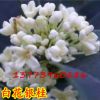 香氣頗濃白花銀桂 白色桂花樹苗 四季桂花樹 精品桂花樹苗批發(fā)