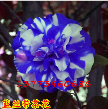 茶花基地 盆栽山茶花樹苗 精品茶花苗【藍絲帶】高檔盆栽年宵花卉