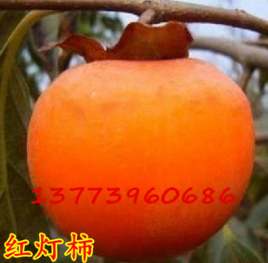 果農(nóng)直銷 盆栽柿子樹苗 紅燈籠柿子樹苗 易豐產(chǎn) 即摘即食果樹苗