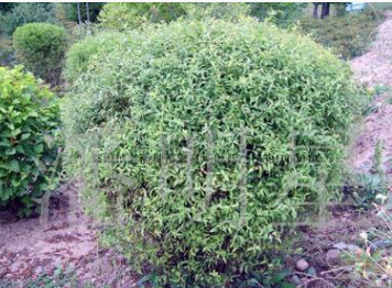 開原市老潘花木場為您提供造型植物珍珠繡線菊球造型柏樹水臘造型