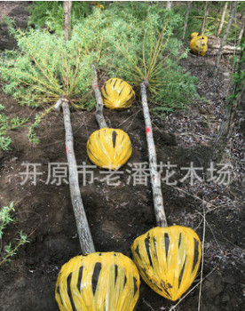 老潘花木場為您推薦優質的金枝垂柳.速生柳.垂柳價格.金絲垂柳