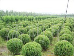 開原市老潘花木場為您提供造型植物丹東快柏球水臘球金葉水臘