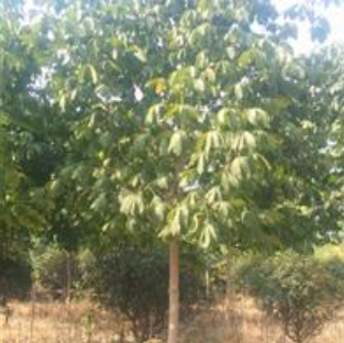 QQ截圖20190516162726