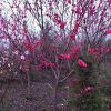 供應紅花紫薇 叢生紫薇 丁香 紫荊 紅楓 紫葉李 價格優惠