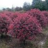 紅葉石楠小苗價格，河南省內紅葉石楠價格，潢川紅葉石楠球價格