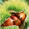 板栗苗沭顏一號(hào) 栗子苗 果樹苗栗樹苗大紅袍板板栗 規(guī)格品種齊全