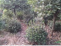 湖南大葉黃楊，金邊黃楊基地在長沙樂慧苗圃