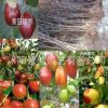 批發(fā)國(guó)光大棗苗 直銷棗樹苗 紅棗樹苗 嫁接果樹苗 掛果多 苗圃苗