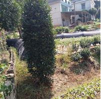 湖南金針柱，法國冬青柱，紅花檵木柱