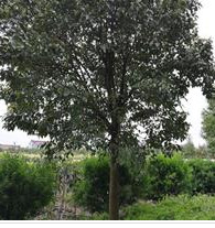 15公分精品大葉女貞，江蘇東臺大葉女貞基地I