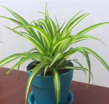 矮生地被竹子盆栽菲白竹竹子苗庭院綠化觀賞