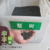 蘇北大量批發供應 梨樹種子 獼猴桃種子 大葉女貞種子 量大優惠