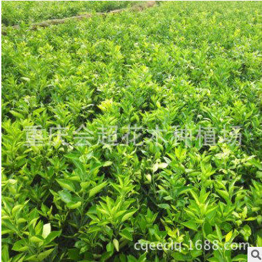 柑橘苗 基地批發(fā)柑桔苗 沃柑 血橙 紐荷爾臍橙 品種齊全量大從優(yōu)