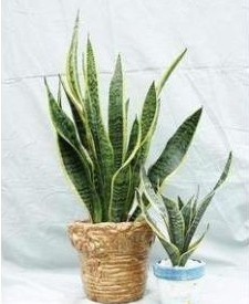 花卉盆栽 金邊虎皮蘭