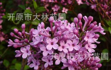東北苗圃批發 大葉丁香 紫丁香 綠化工程綠籬苗 庭院行道叢生苗