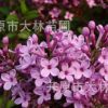 東北苗圃批發 大葉丁香 紫丁香 綠化工程綠籬苗 庭院行道叢生苗