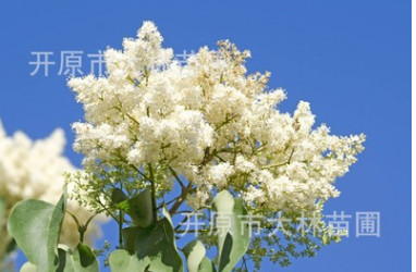 東北苗圃直銷 暴馬丁香 白丁香 荷花丁香 綠化工程綠化灌木喬木苗