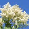 東北苗圃直銷 暴馬丁香 白丁香 荷花丁香 綠化工程綠化灌木喬木苗
