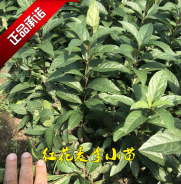 開原市苗圃出售紅花麥李 耐寒樹苗植物綠化工程花卉苗