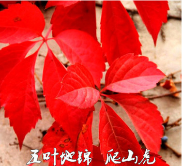 耐寒抗旱爬藤攀援植物爬山虎五葉地錦苗綠化墻體爬墻高手遮陽降溫