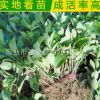 廠家供應(yīng) 綠化工程常綠植物大葉黃楊球樹苗 耐寒常綠植物