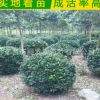 供應(yīng)大葉黃楊球 冬青球規(guī)格齊全  大葉黃楊