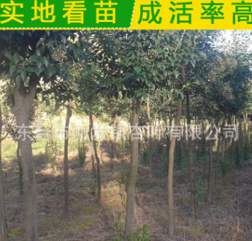 直銷大葉女貞 園林綠化專用 喬木類 高桿女貞 大葉女貞小苗