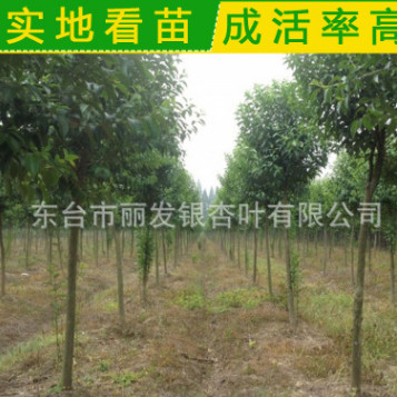 基地常年批發大葉女貞 高桿女貞 大葉女貞小苗