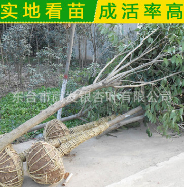 供應綠化苗木 大葉女貞苗 大葉女貞球 高桿女貞樹