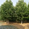 供應法桐 現挖現賣行道樹法桐速生法桐 法桐價格哪里便宜