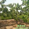 基地批發直銷大櫻桃樹 嫁接櫻桃苗多種規格量大從優 櫻桃樹